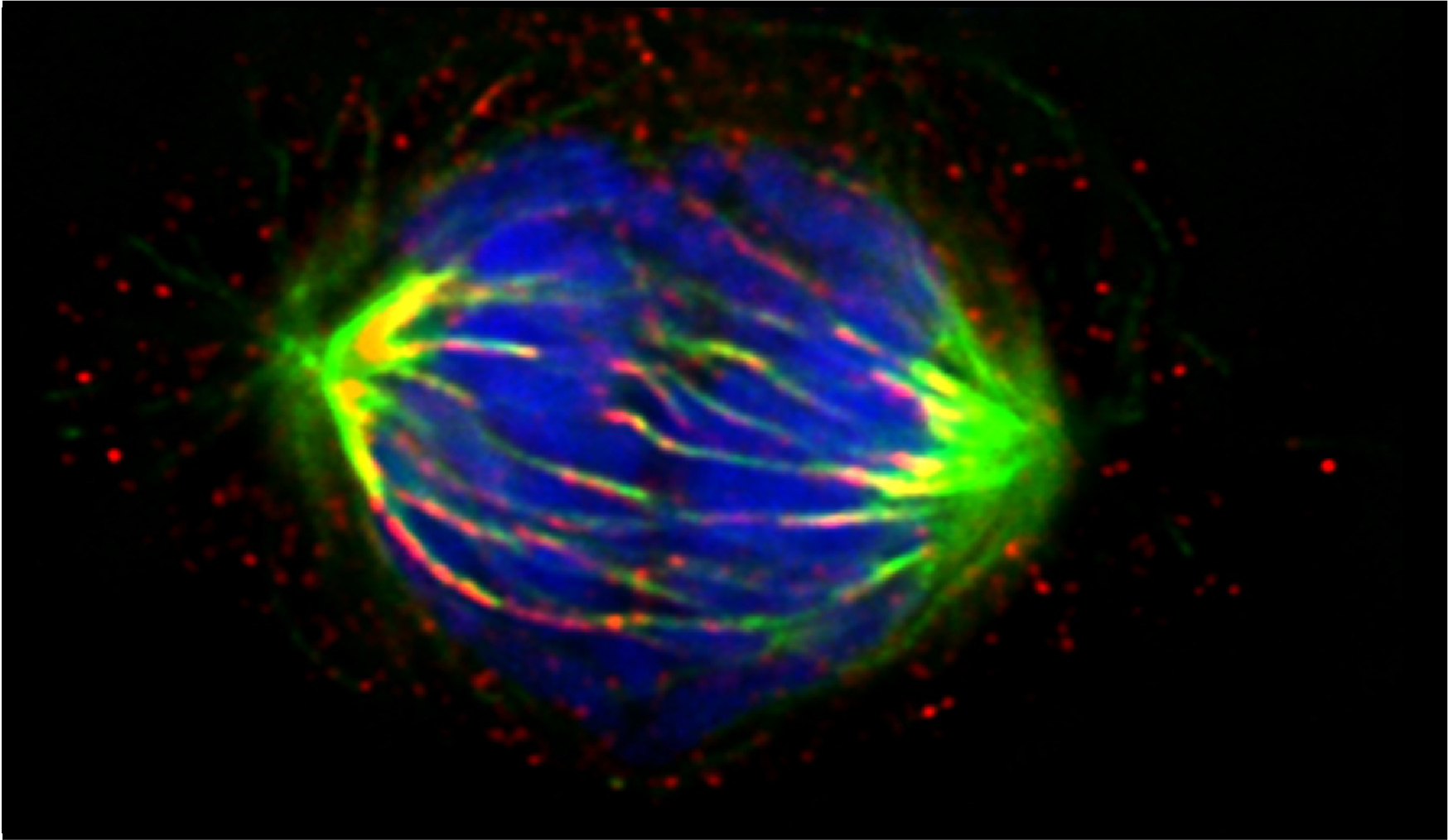 Cell Division
